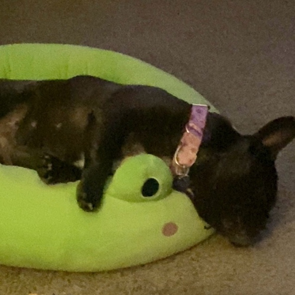 🐾Meet Ella! 🐾 NOT FOR SALE, EVER! - Picture 11 of 15